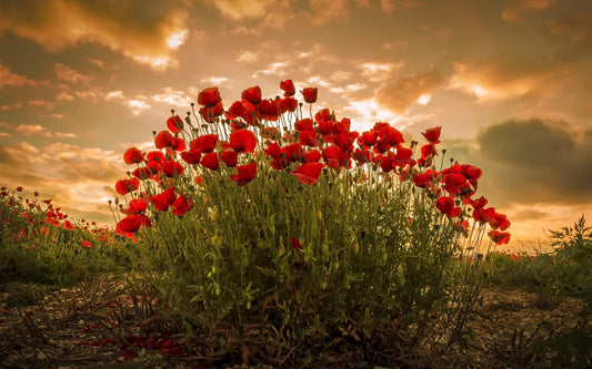 Cremation Urns and Jewelry: The Many Options Available - Solamore